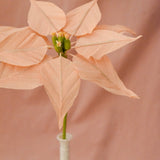 Poinsettia Single Stem
