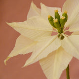 Poinsettia Single Stem