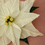 Poinsettia Clip